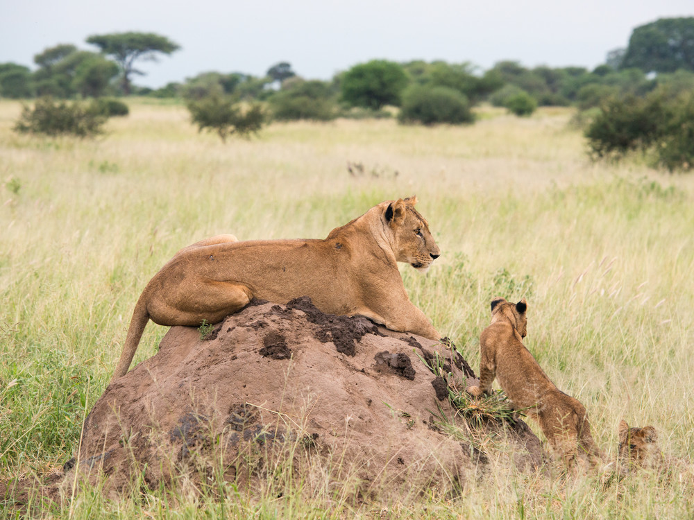 Lioness with cubs sitting on a termite mound (Panthero leo), Tarangire National Park, Tanzania