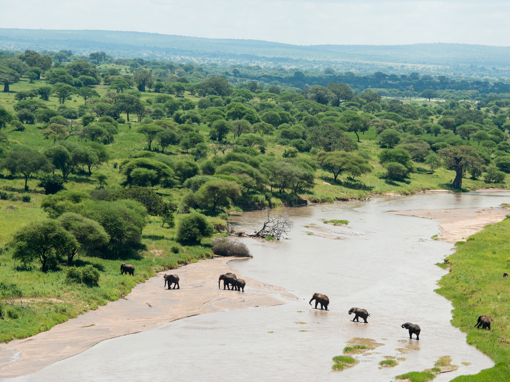 African elephant ( Loxodonta africana africana) crossing the Tarangire River, Tarangire National Park, Tanzania