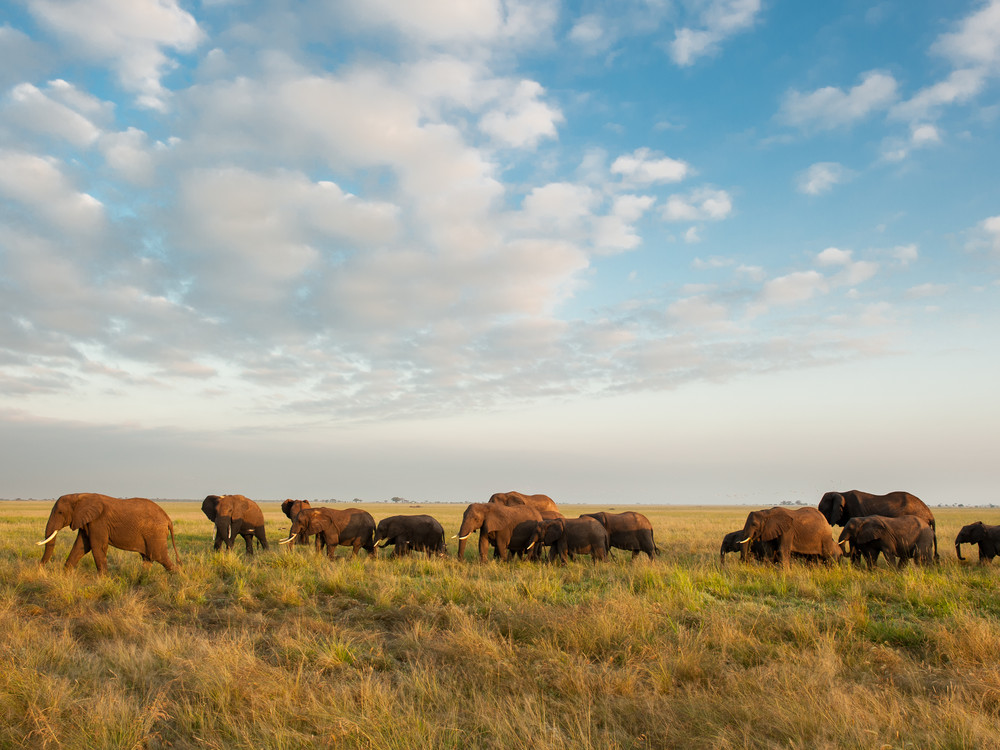 African elephant ( Loxodonta africana africana), Tarangire National Park, Tanzania