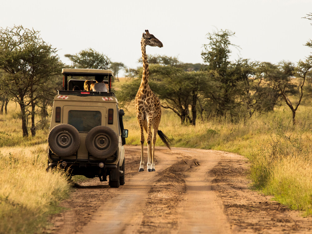 Giraffe with trees in background during sunset safari in Serengeti National Park, Tanzania. Wild nature of Africa. Safari car in the road